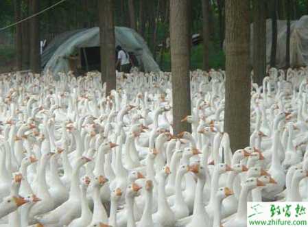 養鵝喂什么？有哪些要注意的？