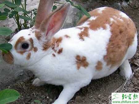 獺兔得了鼻炎怎么辦？怎么防治？