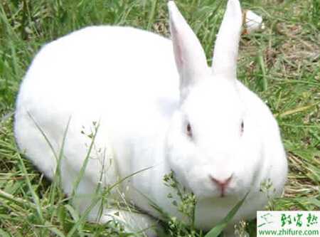 獺兔產前、產后的準備和管理