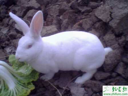 獺兔兔舍的建造標準和形式