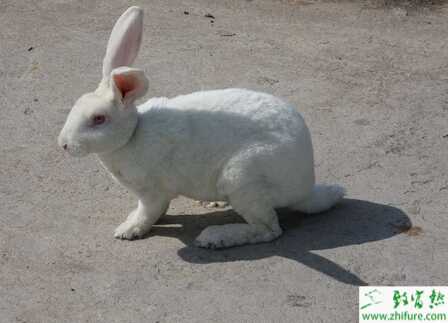 獺兔配種和繁殖該怎么辦