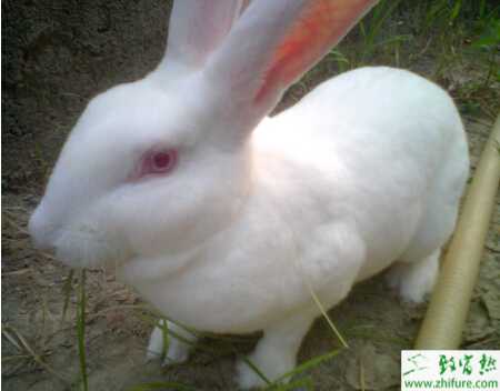 獺兔人工受精的技術和利弊