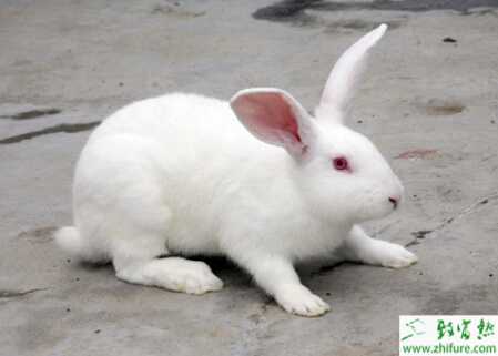 養(yǎng)肉兔的市場前景