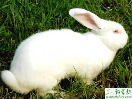 獺兔飼料配方有哪些？