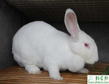 養肉兔的利潤
