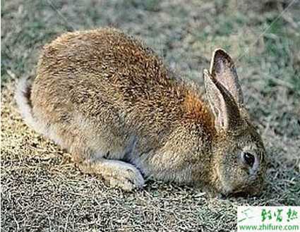 養野兔的市場前景