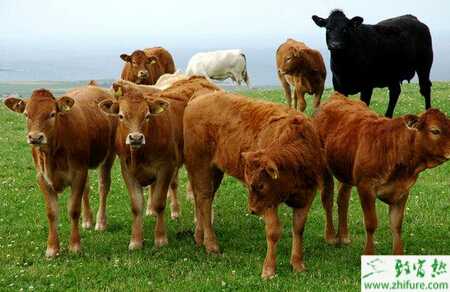養肉牛的市場前景