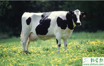 養(yǎng)奶牛的市場前景