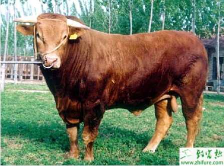 養(yǎng)肉牛的利潤