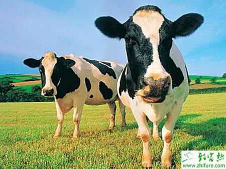 養奶牛的利潤