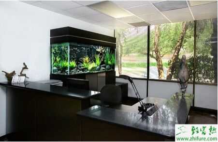 做生意養魚養幾條好？辦公室養魚風水知識、講究