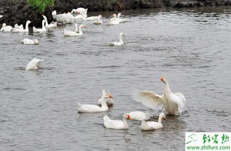 魚塘養(yǎng)鵝怎么養(yǎng)？有些怎么注意事項(xiàng)？效益怎么樣？