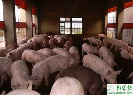 2015年養豬補貼是什么？養豬補貼申請書怎么寫？