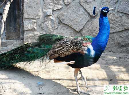 養孔雀賺錢嗎？