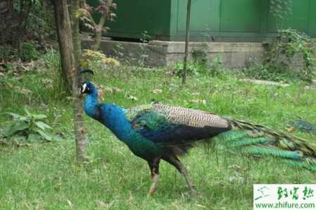 養藍孔雀的利潤