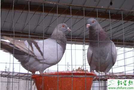 養(yǎng)肉鴿的市場前景