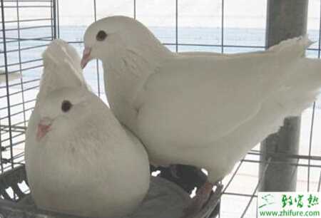 養肉鴿賺錢嗎？