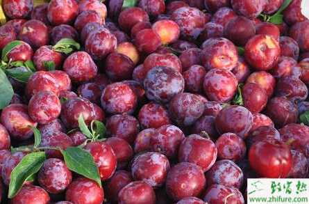 種李子的科學施肥方法