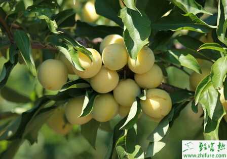 種李子采收后果園管理要點