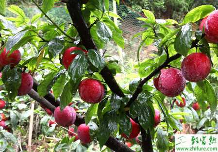 種李子怎樣控制李子大小年