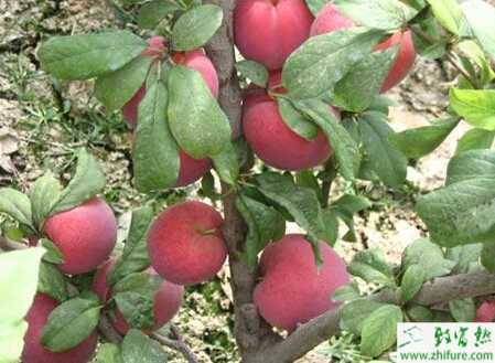 種李子樹常見病蟲害及防治