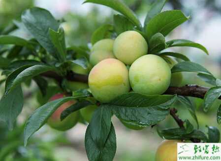 種李子播種育苗與苗期管理方法