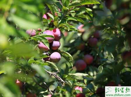 種李子夏季管理技術