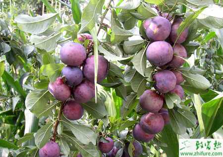 種李子樹的修剪方法