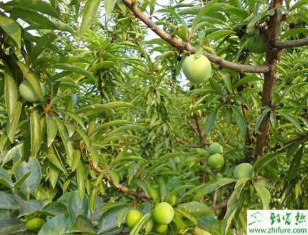 種李子的架式栽培