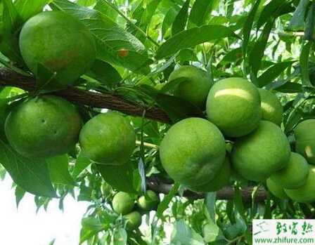 種李子樹切腹接法高接換頭技術(shù)