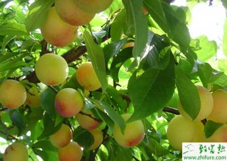 種李子樹應(yīng)施足基肥