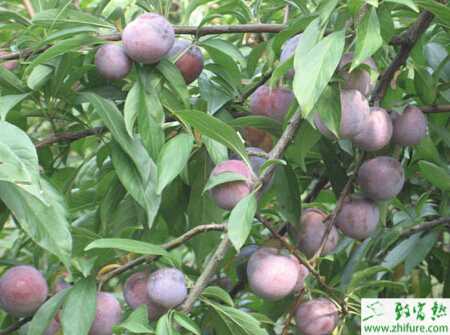 種李子果實(shí)內(nèi)部生蟲子的防治