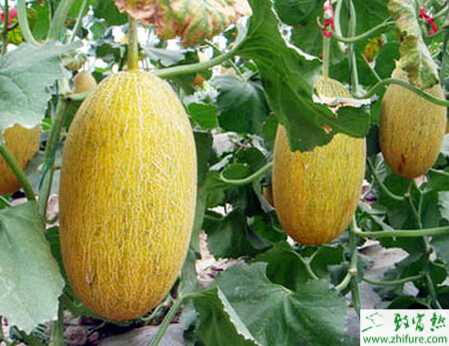 種哈密瓜病蟲害發生及防治