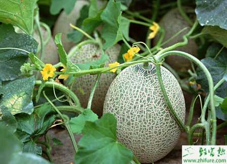 種哈密瓜之秋季哈密瓜育苗