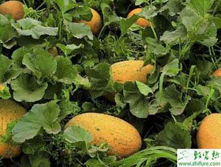 種哈密瓜白粉病的防治