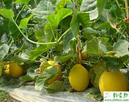 種哈密瓜褐斑病的防治