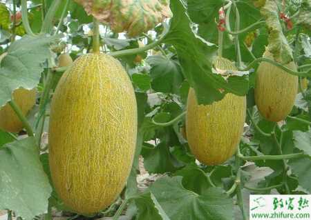 種哈密瓜根結線蟲病的防治