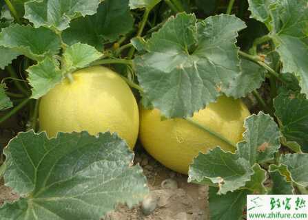 種哈密瓜鐮刀菌果腐病的防治