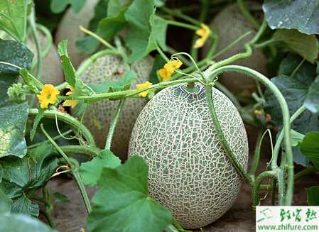 種哈密瓜細菌性葉斑病的防治