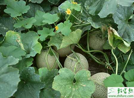 無土栽培哈密瓜的經驗