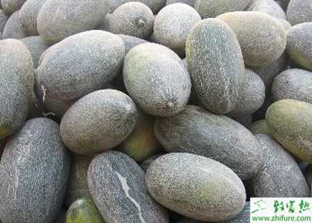 如何高產栽培哈密瓜