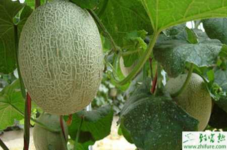 種哈密瓜定植后管理措施
