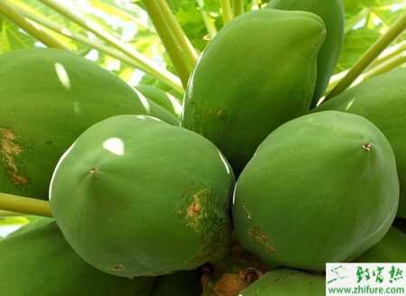 種木瓜小苗爛根病的防治