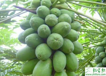 種木瓜之木瓜樹保果的措施