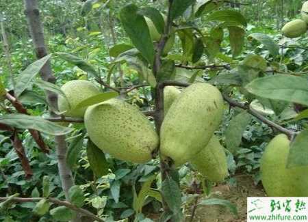 種木瓜之木瓜的育苗