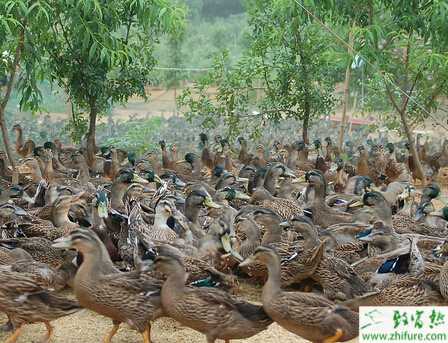養野鴨賺錢嗎？