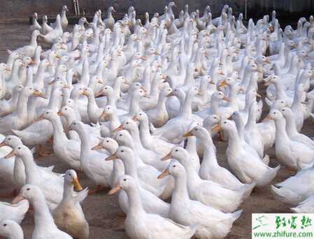 養肉鴨賺錢嗎？