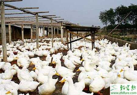 養肉鴨的市場前景