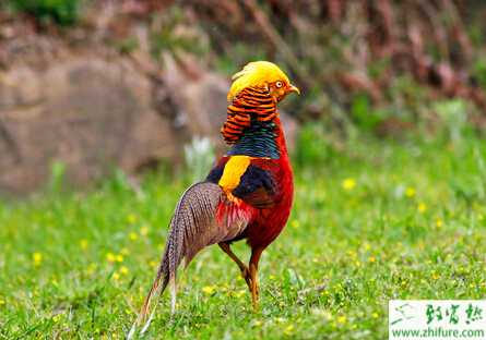 養錦雞的市場前景
