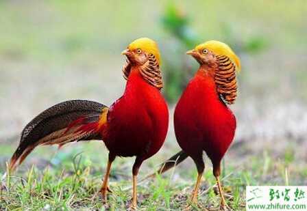 養錦雞賺錢嗎？